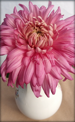 Хризантема одноголовая  Holiday pink ☘ о.25   (отгрузка  Сентябрь)
