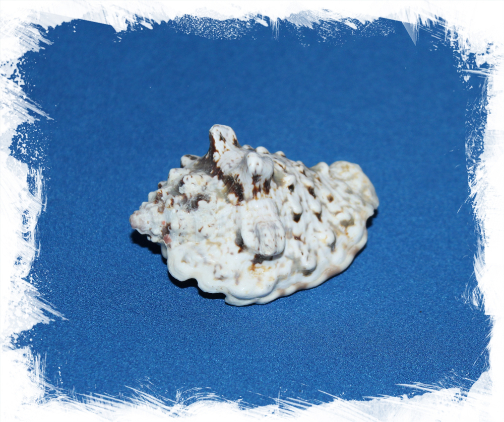 Стромбус Лентигенозус, 5-7см, 1шт