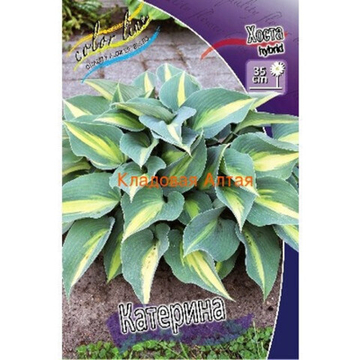 Хоста Катерина