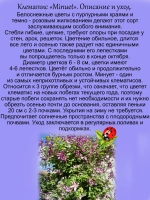 Клематис Менуэт долгоцветущий