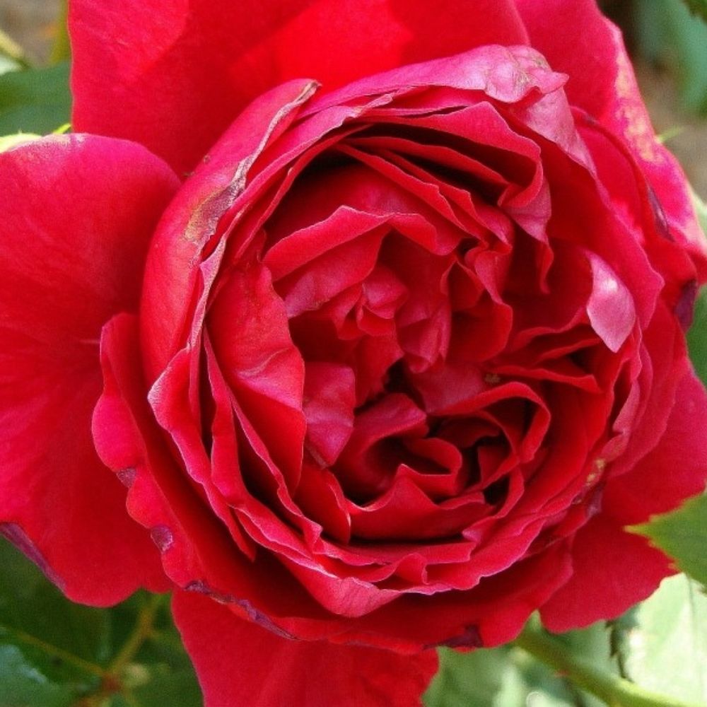 Дино Де Лаурентис (Dino De Laurentiis)