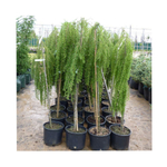 Лиственница европейская Пендула С20 Ра200-220