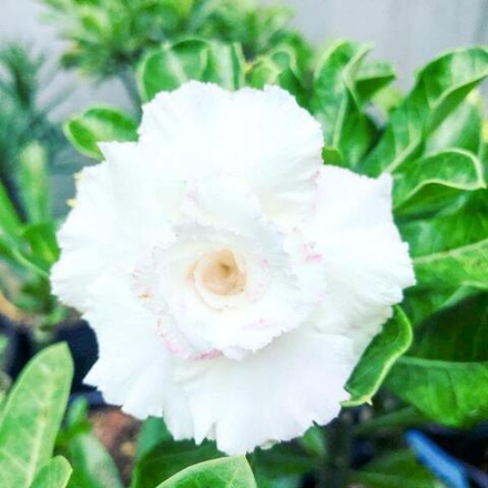 Адениум обесум 005 Nguyet Chau Mutation