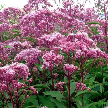 Посконник пурпурный