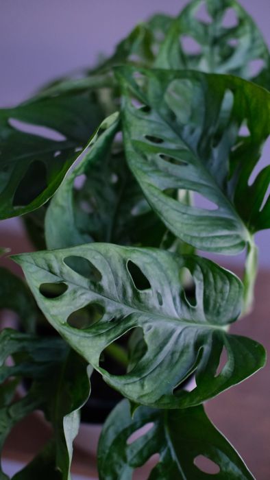 Монстера Мэнки мэск Д12