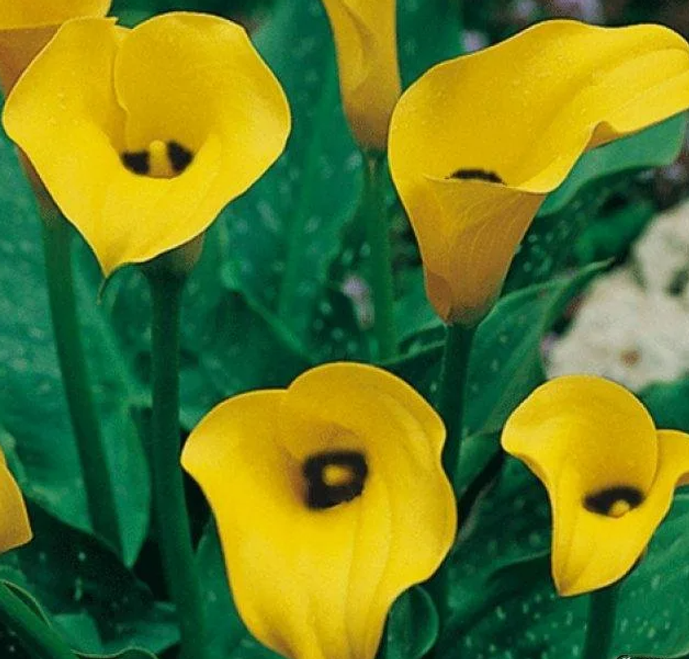 Калла Блек Меджик 1 клубень, март 2026