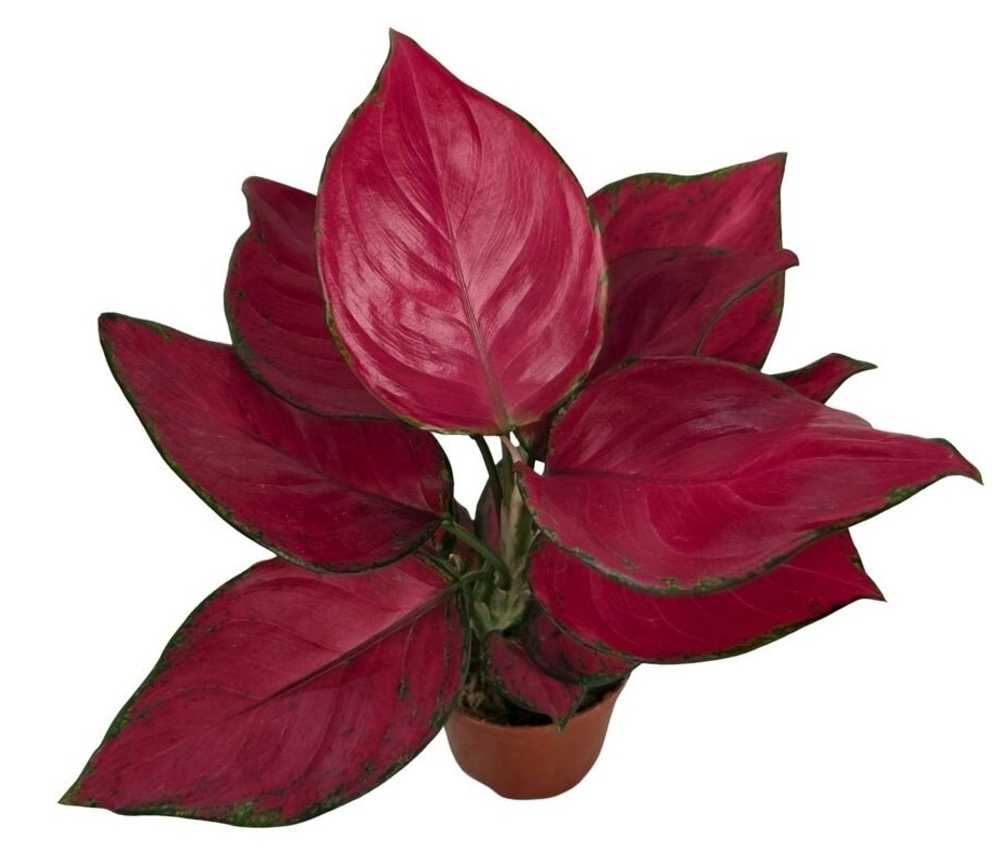 Аглаонема Рич Ред