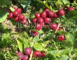 Слива дочь Гайоваты