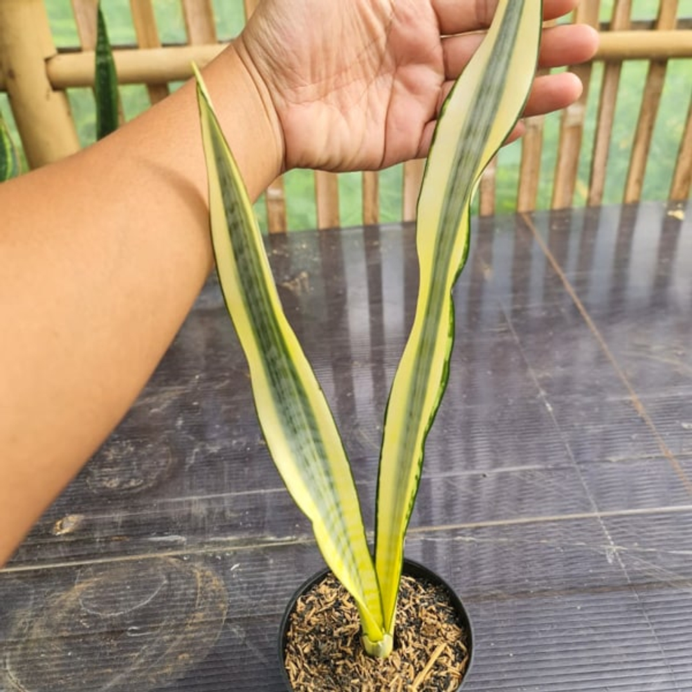 Сансевиерия CRAIGII