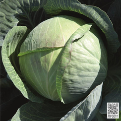 Циклон F1 семена капусты белокочанной (Bejo / Бейо)