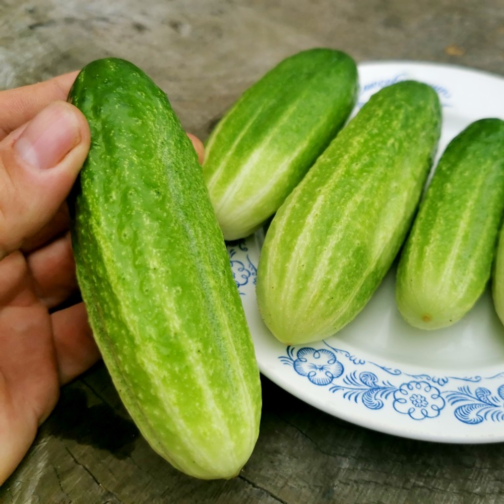 Огурцы Старые Немецкие