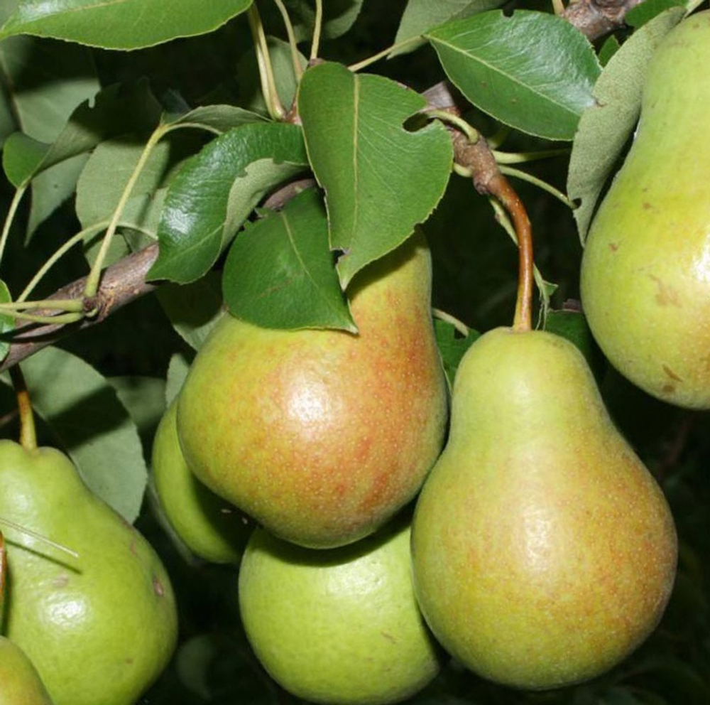 Груша Чижовская