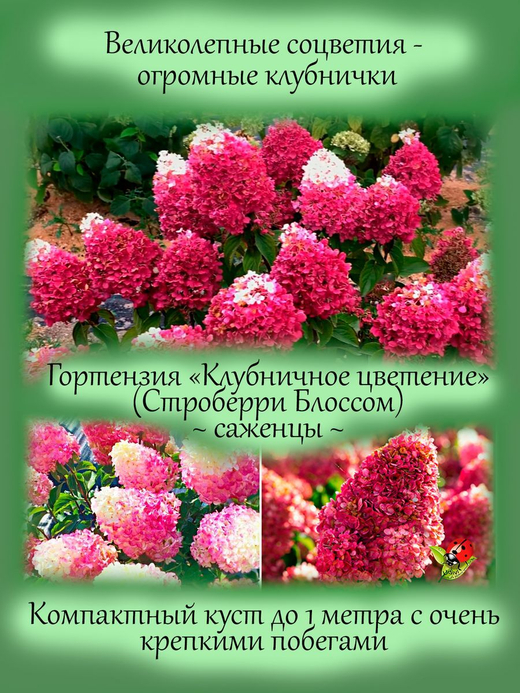 Гортензия Клубничное цветение Строберри Блоссом метельчатая