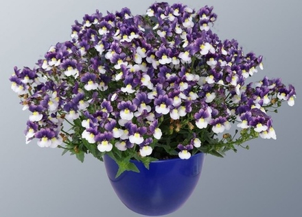 ЕВРО Nemesia Fruticans SUNPEDDLE Purple White Bicolor неукор черенок ноябрь 2025