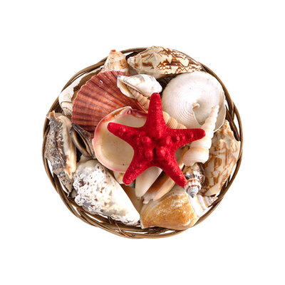 Набор раковин в корзинке  (15см)