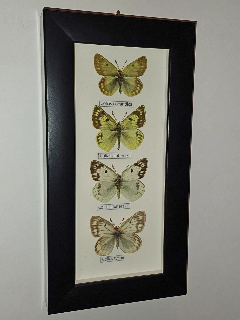 Бабочки Желтушки Colias в рамке