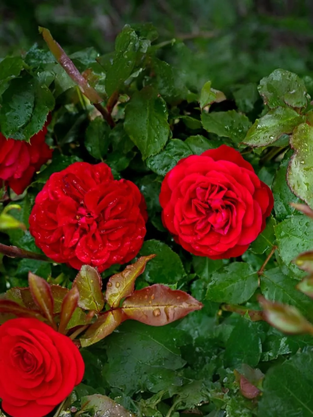 Роза флорибунда Мона Лиза