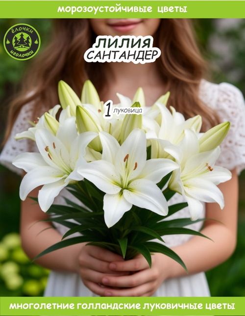 Лилия Луковица, Сантандер, 1шт