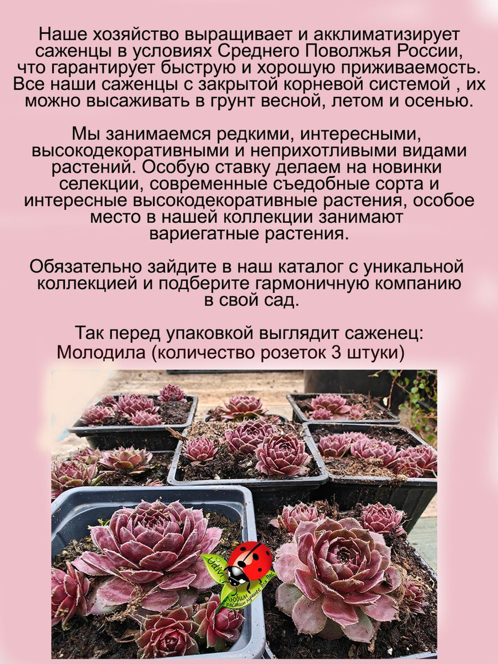 Молодило Красный Сэм каменная роза