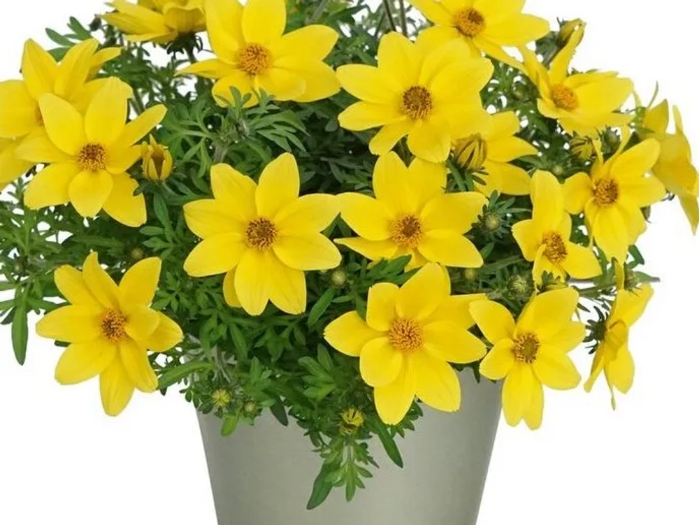 Биденс Eldoro compact yellow