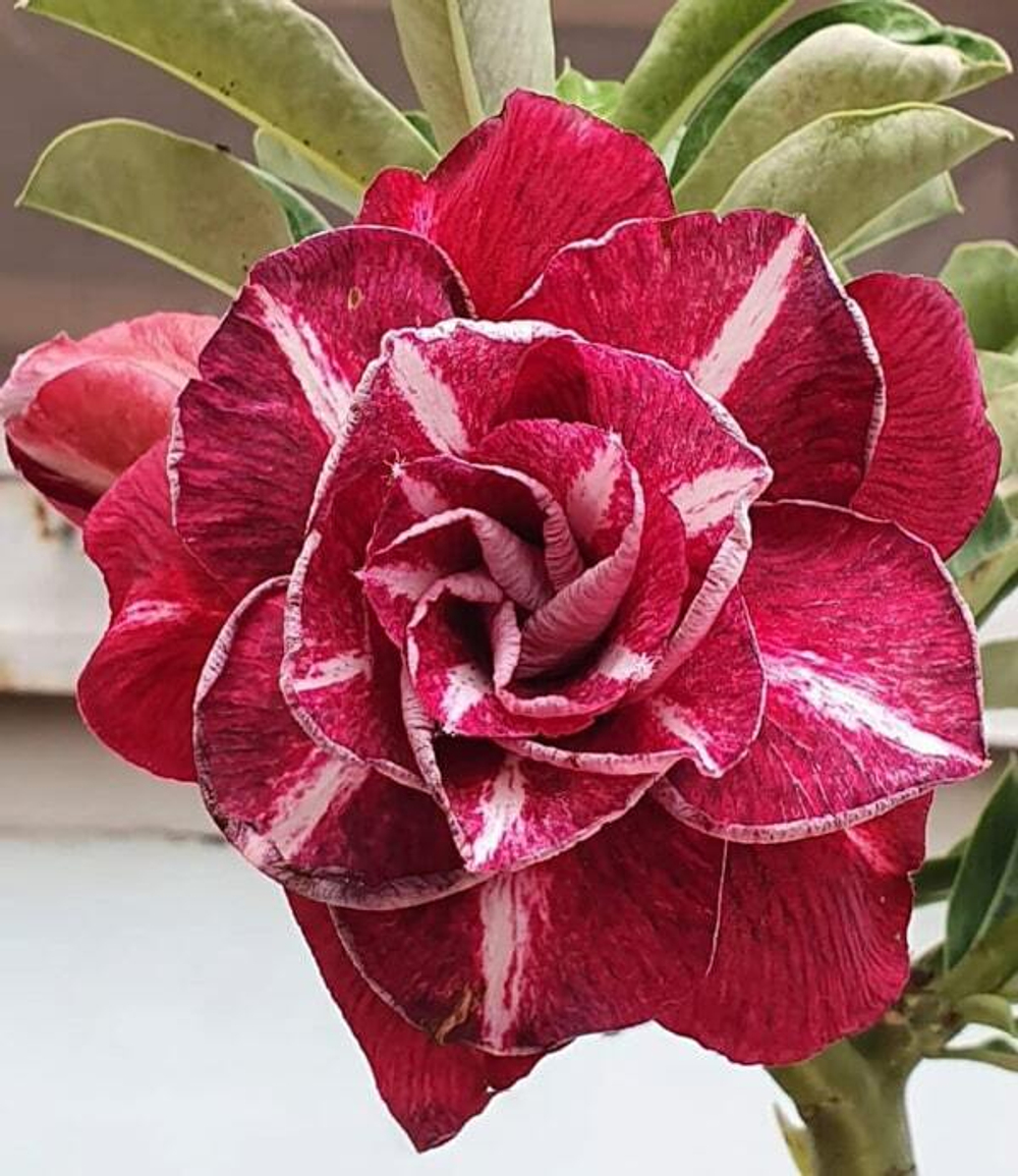 Адениум обесум 330 X122