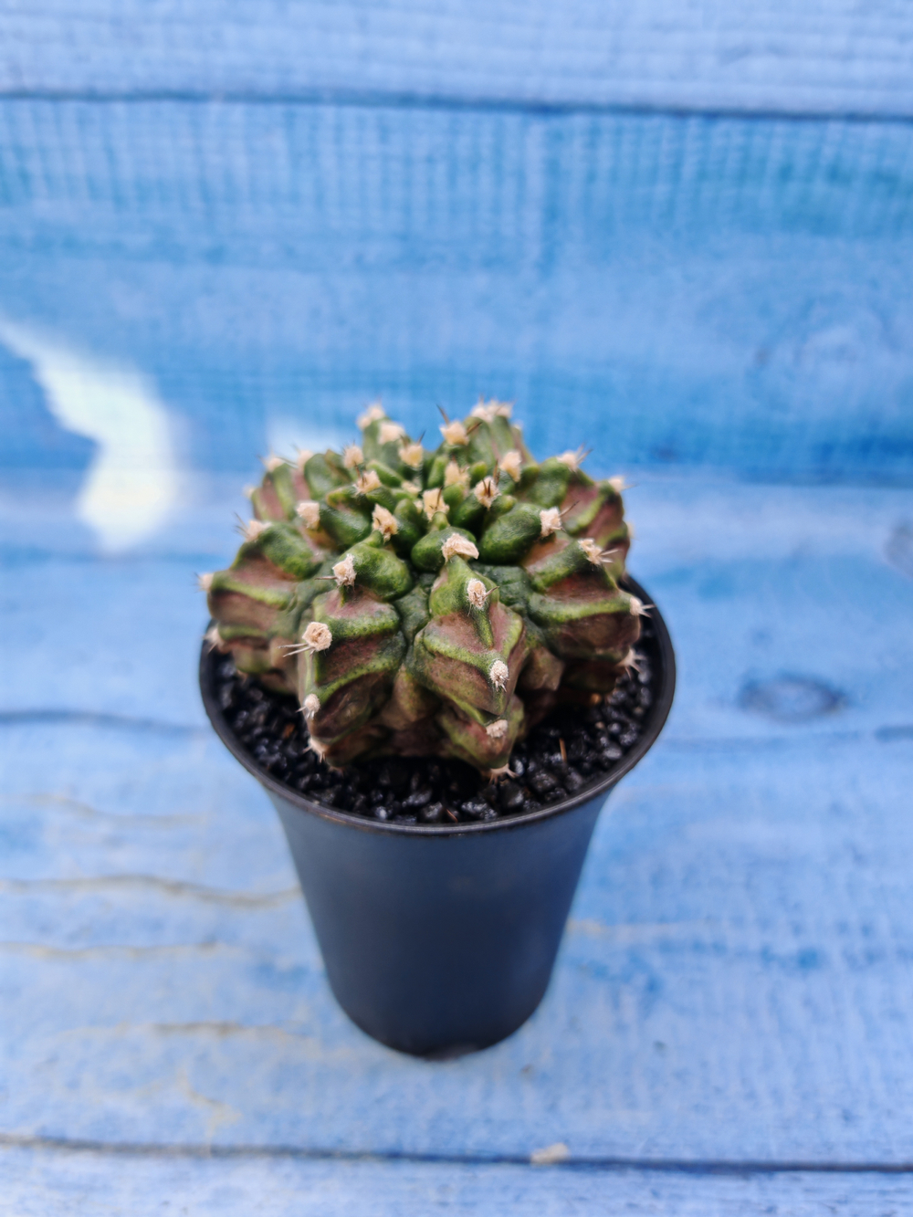 Gymnocalycium T-Rex Pink hybrid (Гимнокалициум)