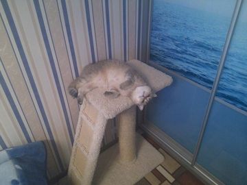 Комплекс для кошек К-15