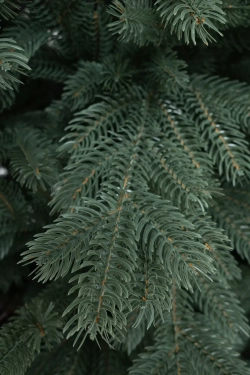 Искусственная елка Балтийская голубая 210 см., 100% литая хвоя, ЕлкиТорг (243210)