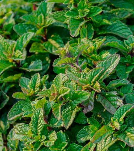 Мята сортовая Тархун в контейнере 0,5 л май