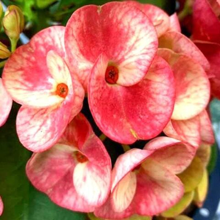 Эуфорбия Миля FULL OF MONEY