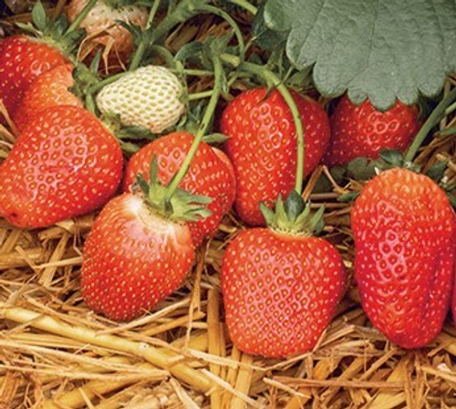 Розария (Rosaria), раннеспелый сорт-новинка 2023 года. Германия.