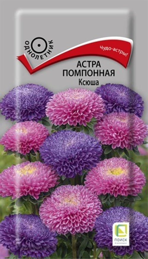 Астра помпонная Ксюша 0,3гр Поиск