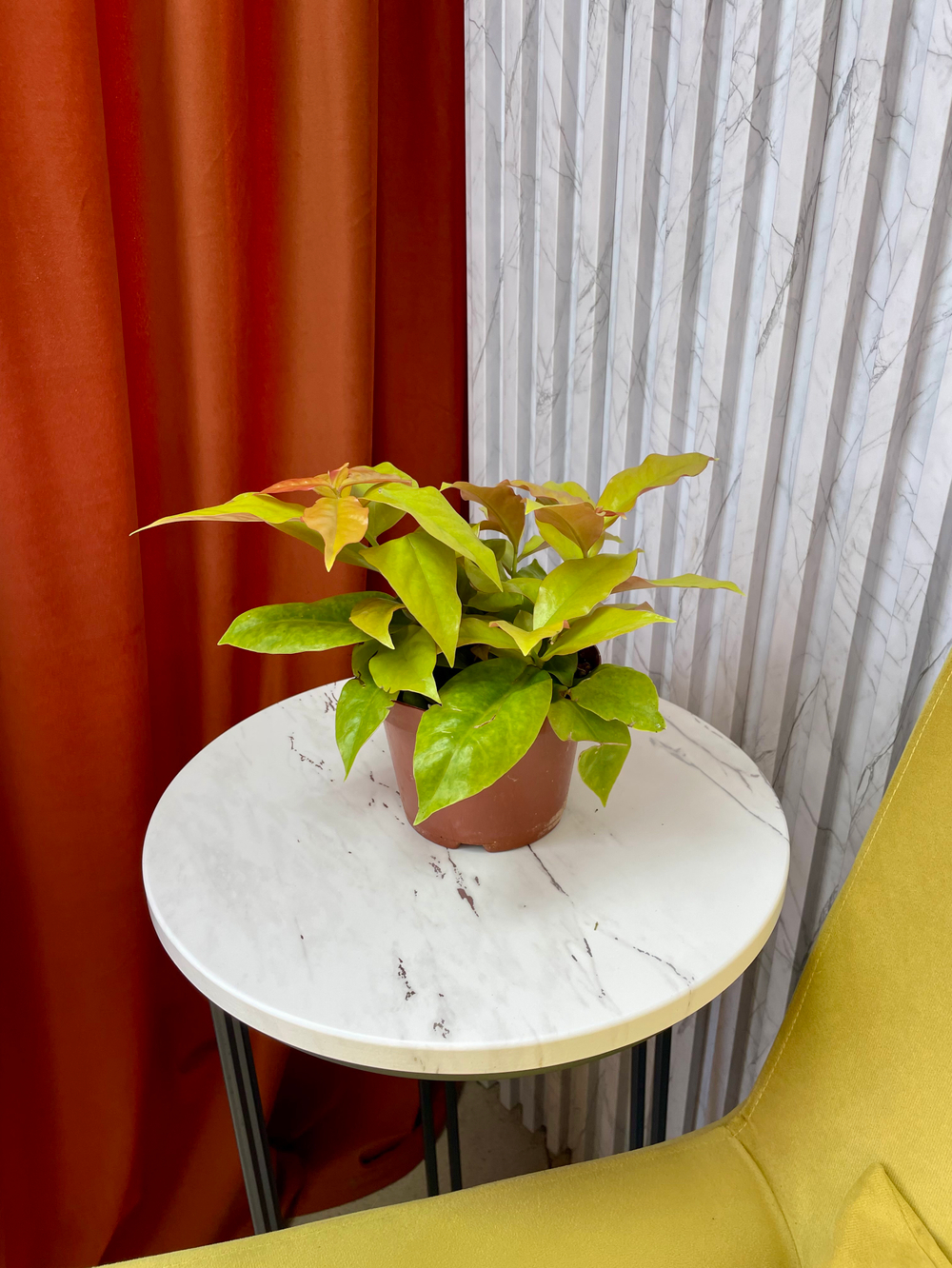 Переския золотиская, Кактус, D11см Н30см, 1шт, Россия