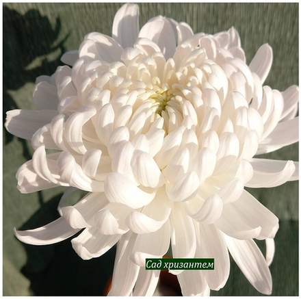 Хризантема одноголовая Regina /о.19 /поставка весна 2026г/