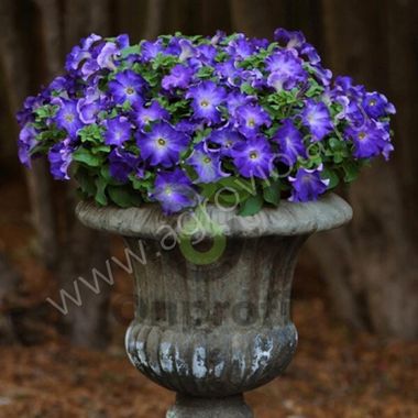 S5906 Петуния крупноцетковая Grandiflora Sophistica Blue Morn 5шт.