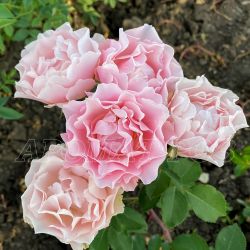 Порселейн Д*Ориент, Дафне (Porcelaine d'Orient, Daphne)