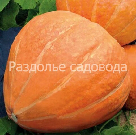 Тыква крупноплодная Землячка