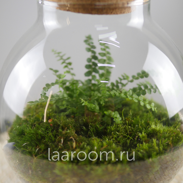 Флорариум эко-система Du-Bubble Папоротни