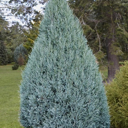 Можжевельник скальный Моффет Блю