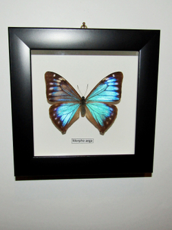 Бабочка Morpho aega самка в рамке