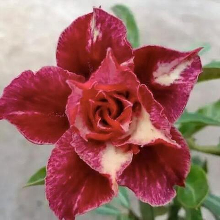 Адениум обесум 297 Chu Chỉ Nhược