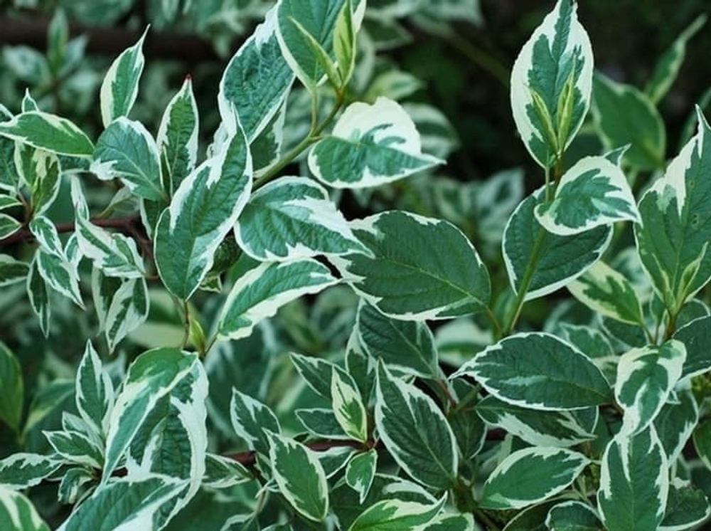 Дёрен белый «Elegantissima»