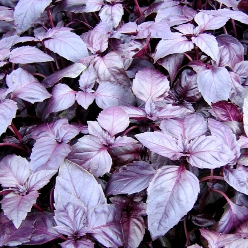 Чёрный Базилик Рейхан из Грузии - შავი რეჰანი