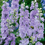 Дельфиниум Мэджик Фонтейн