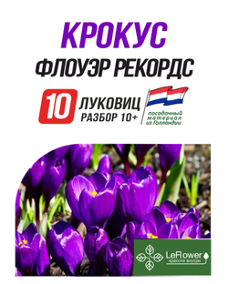 Крокус Луковица, Флоуэр рекордс, 10шт