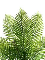 Папоротник Флебодиум куст 80 см.