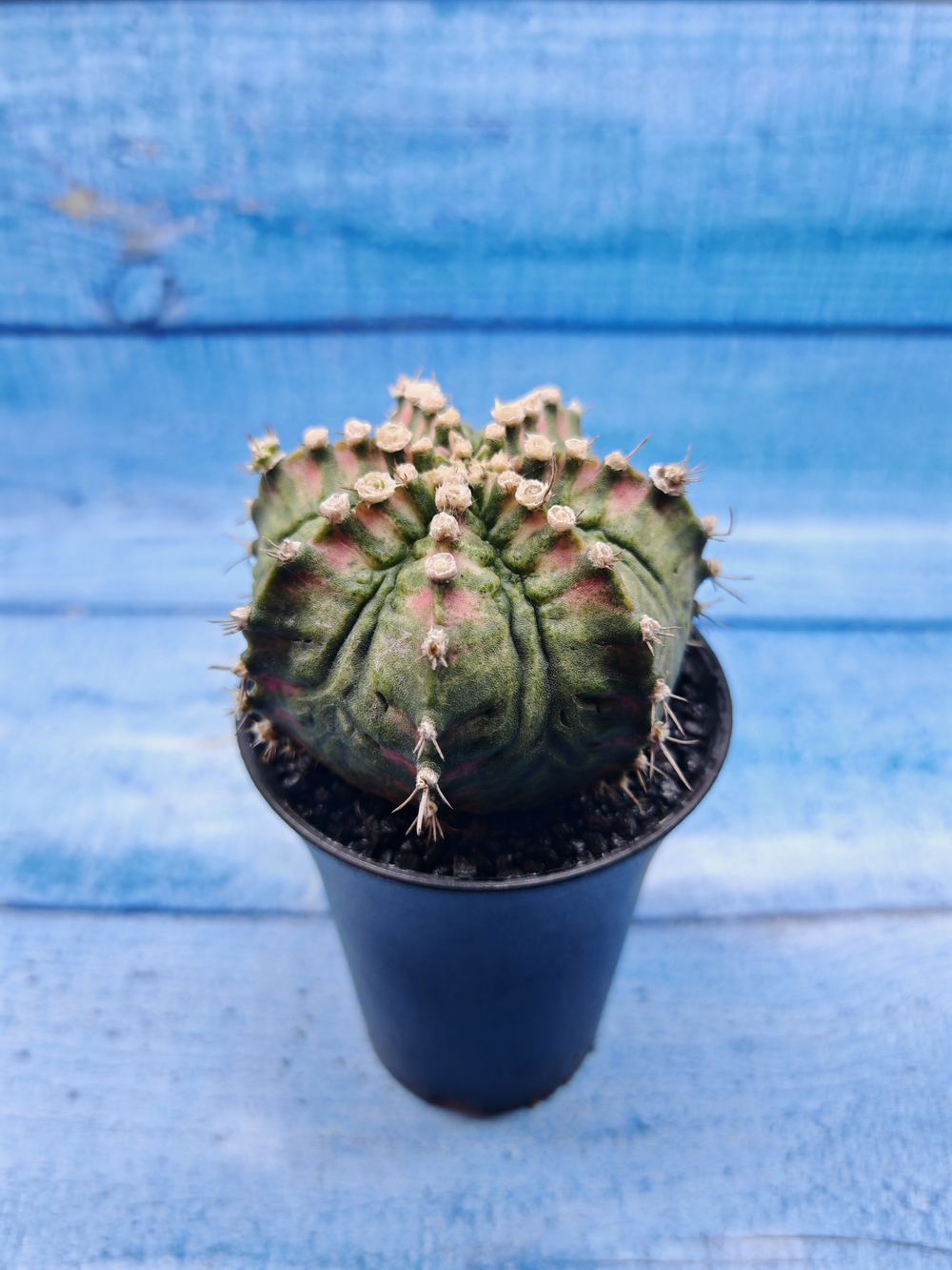 Gymnocalycium T-Rex Pink hybride (Гимнокалициум T-rex)
