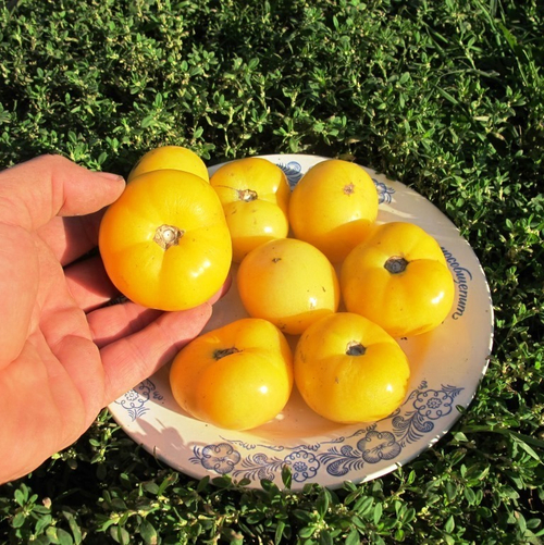 Помидоры Бланш дю Квебек - Blanche du Quebec