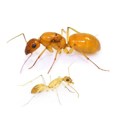 Муравьи Camponotus turkestanus original (Туркменистанский земляной муравей)