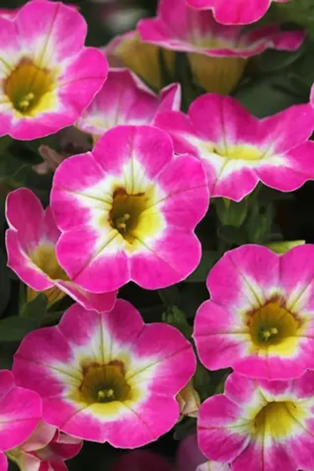 Калибрахоа Chameleon® Starlet Pink